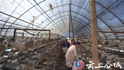 谷城石花鎮(zhèn) 培育特色農(nóng)產(chǎn)品深加工 推動(dòng)農(nóng)業(yè)產(chǎn)業(yè)鏈優(yōu)化升級(jí)